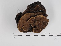 登錄號:F0031093藏品圖，第1張