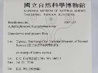 重傘靈芝藏品圖，第2張