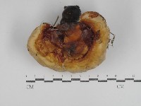重傘靈芝藏品圖，第1張