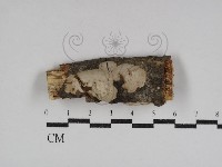 登錄號:F0031098藏品圖，第1張