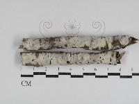 射脈菌屬藏品圖，第1張