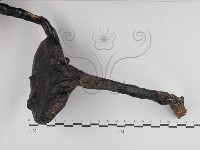 登錄號:F0031104藏品圖，第4張