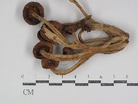 登錄號:F0031105藏品圖，第1張