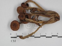登錄號:F0031105藏品圖，第3張