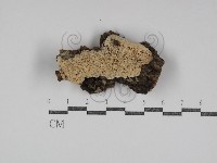 登錄號:F0031108藏品圖，第1張