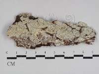 登錄號:F0031109藏品圖，第1張