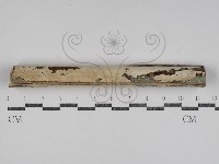 登錄號:F0031110藏品圖，第1張