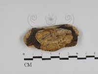 韌革菌屬藏品圖，第1張