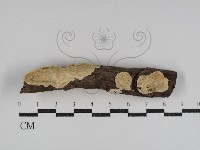 齒耳菌屬藏品圖，第1張