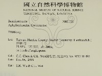 射脈菌屬藏品圖，第2張