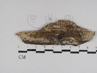 射脈菌屬藏品圖，第1張