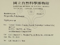 硬孔菌屬藏品圖，第2張