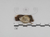 登錄號:F0031118藏品圖，第1張