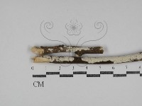 登錄號:F0031122藏品圖，第1張