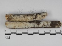 絲皮菌屬藏品圖，第1張