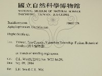 絲齒菌屬藏品圖，第2張