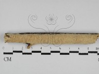 絲齒菌屬藏品圖，第1張