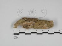 登錄號:F0031129藏品圖，第1張