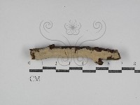 登錄號:F0031132藏品圖，第1張