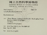 絲齒菌屬藏品圖，第2張