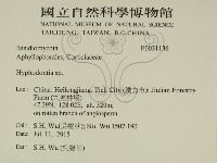 絲齒菌屬藏品圖，第2張