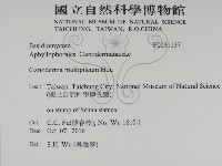 重傘靈芝藏品圖，第2張