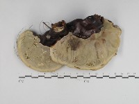 重傘靈芝藏品圖，第3張