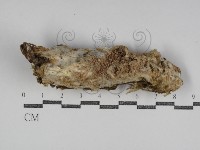 登錄號:F0031139藏品圖，第1張