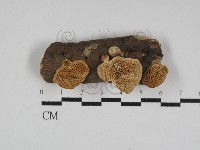 栓菌屬藏品圖，第1張