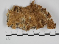 附毛菌屬藏品圖，第1張