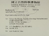 剛毛絲皮菌藏品圖，第2張