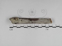 剛毛絲皮菌藏品圖，第1張