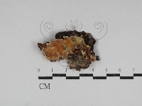 膠孔菌屬藏品圖，第1張