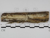 絲齒菌屬藏品圖，第1張