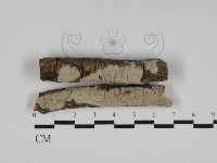 登錄號:F0031152藏品圖，第1張