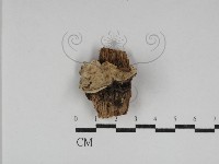 登錄號:F0031157藏品圖，第1張