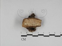 登錄號:F0031157藏品圖，第3張