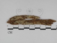 登錄號:F0031161藏品圖，第1張