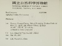 射脈菌屬藏品圖，第2張