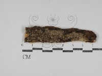 登錄號:F0031168藏品圖，第1張