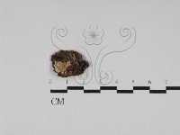 登錄號:F0031169藏品圖，第1張