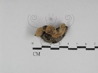 登錄號:F0031173藏品圖，第1張