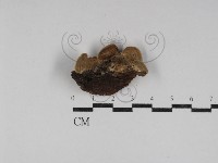 登錄號:F0031173藏品圖，第3張