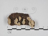 登錄號:F0031182藏品圖，第1張