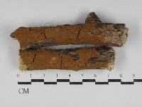 刺革菌屬藏品圖，第1張