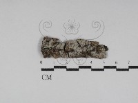 剛毛絲皮菌藏品圖，第1張