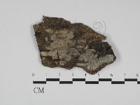 粗糙孢菌屬藏品圖，第1張