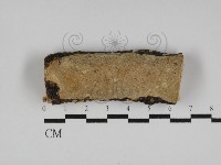 多年臥孔菌屬藏品圖，第1張