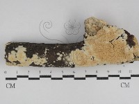 登錄號:F0031203藏品圖，第1張