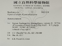 刺革菌屬藏品圖，第2張